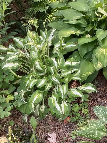 Photo of free Many different perennials (Beacon Hill Ottawa) #2