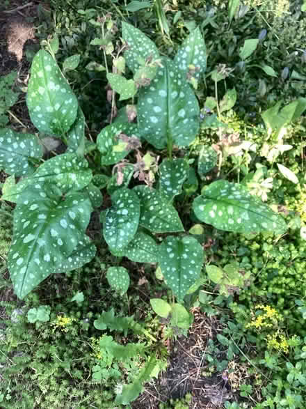 Photo of free Many different perennials (Beacon Hill Ottawa) #3