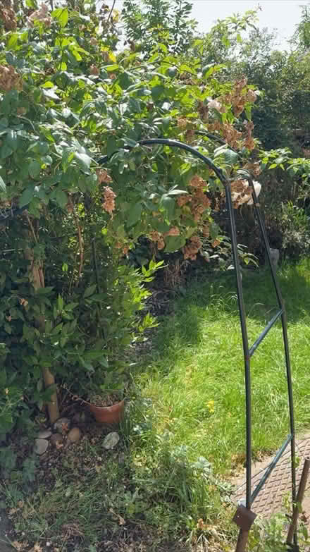 Photo of free Plant support (Cheshunt EN7) #1