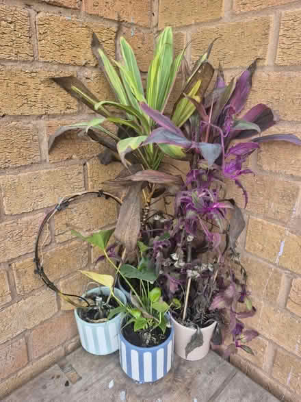 Photo of free Indoor plant (Meanwood ls7) #1