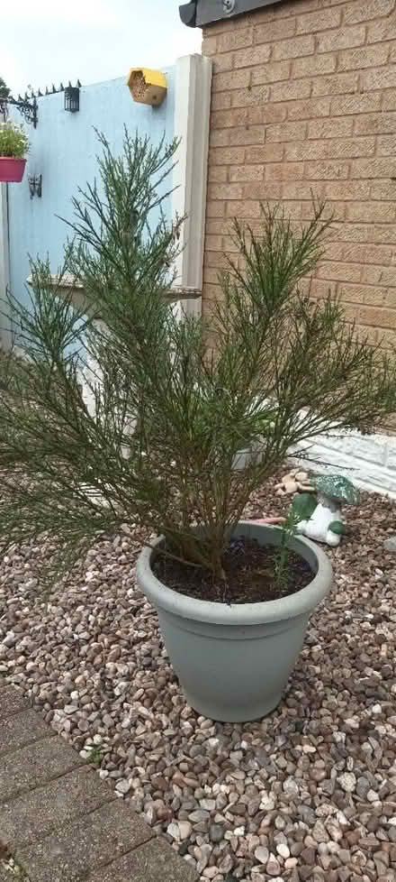 Photo of free Broom bush (S20 Waterthorpe) #1