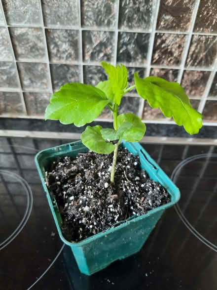 Photo of free Small Seedling of Pink Hibiscus (Morden SM4) #2
