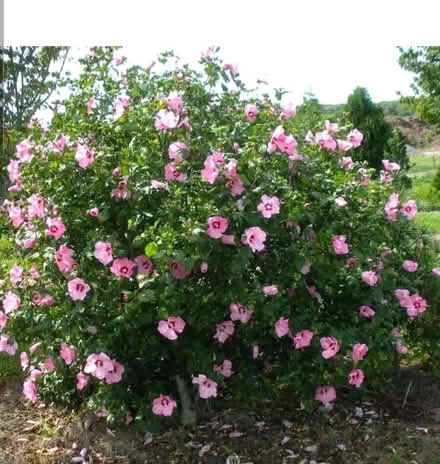 Photo of free Small Seedling of Pink Hibiscus (Morden SM4) #1