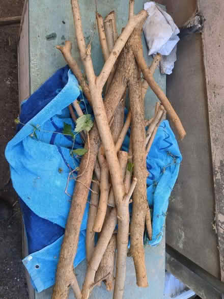 Photo of free Dry wood (Sherwood NG5) #1
