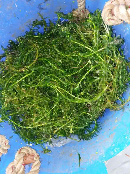 Photo of free Oxygenating pond plant (St Austell) #1