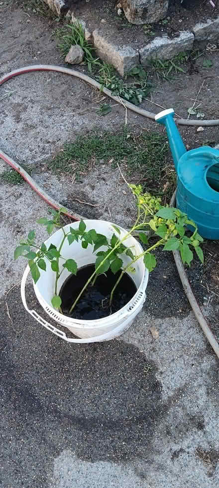 Photo of free 3 tomatillo plants (melrose) #1