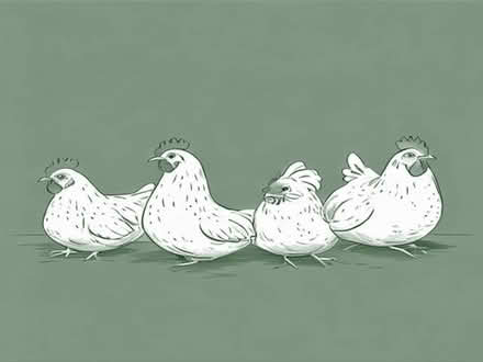 Photo of up to six laying hens (Broxtowe NG8) #1