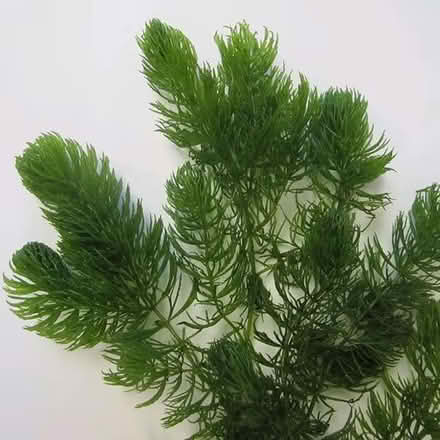 Photo of free Large bag of pond weed (Willingdon Trees) #1