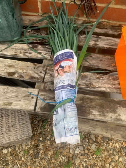 Photo of free 25 Leek plants (Heybridge CM9) #2
