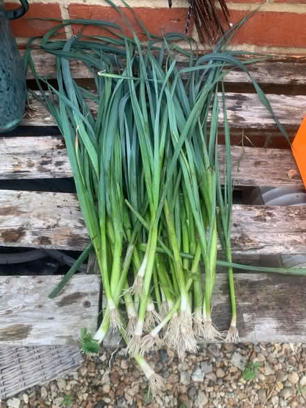 Photo of free 25 Leek plants (Heybridge CM9) #1