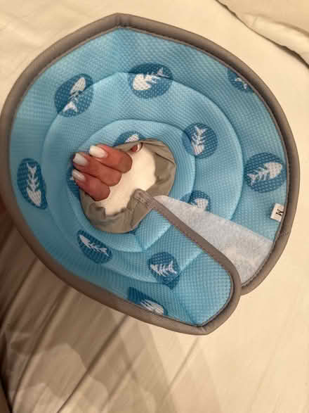 Photo of free Small cat/dog? Neck cone (Newbury Park IG2) #2