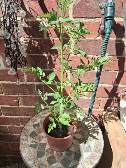 Photo of free Tomato plants x 4 (Debden IG10) #1