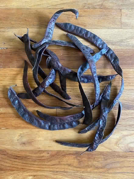 Photo of free Natural seed pods (Ann Arbor Northwest Side) #1