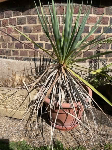 Photo of free Yucca plant (West Barnes, KT3) #1