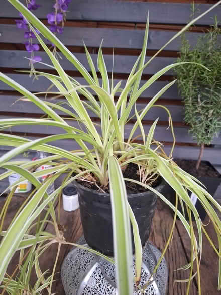 Photo of free Indoor spider plant (Chesterfield. Derby rd S40) #2