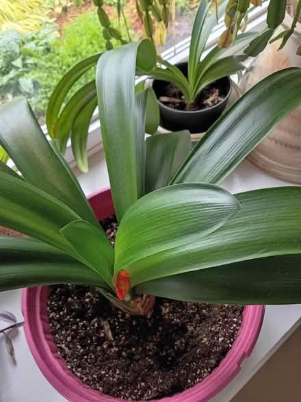 Photo of free Clivia plant (South Keys) #1