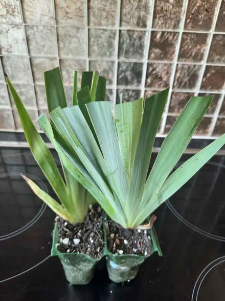 Photo of free Two Larger Sisyrichium plants (Morden SM4) #2