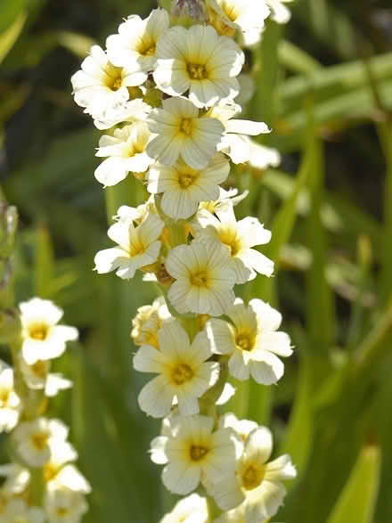 Photo of free Two Larger Sisyrichium plants (Morden SM4) #1