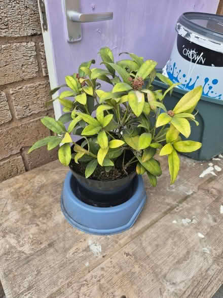 Photo of free Indoor plant (Meanwood ls7) #1