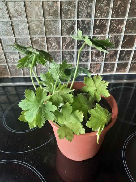 Photo of free Three Hardy Geranium macrorrhizum (Morden SM4) #3