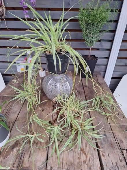 Photo of free Indoor spider plant (Chesterfield. Derby rd S40) #1