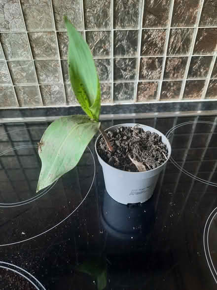 Photo of free Lily of the Valley cutting (Morden SM4) #2