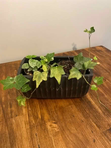 Photo of free Plants (Orleans) #1