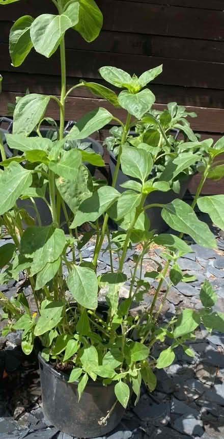 Photo of free Large plant pot full of sunflowers (Bridlington) #1