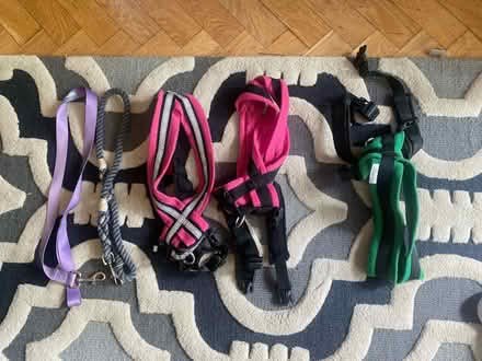 Photo of free Dog harnesses & leads (Doberman) (N14 Oakwood Park) #1