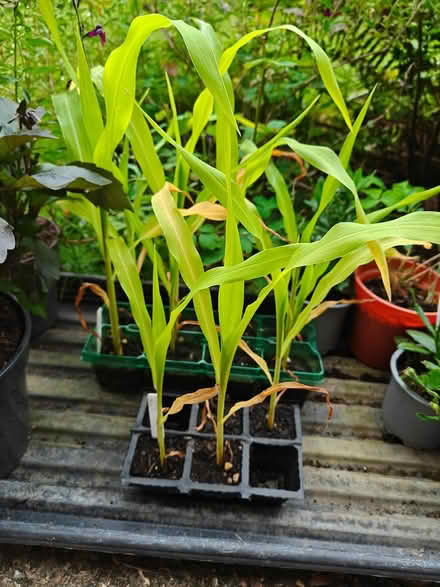Photo of free Sweetcorn plants (Welwyn Garden City) #1