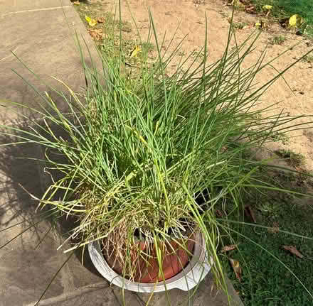 Photo of free large pot of chives (Cookham SL6) #1