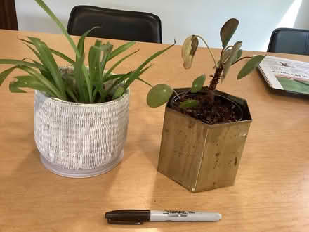 Photo of free 2 small houseplants (North west Seattle) #1