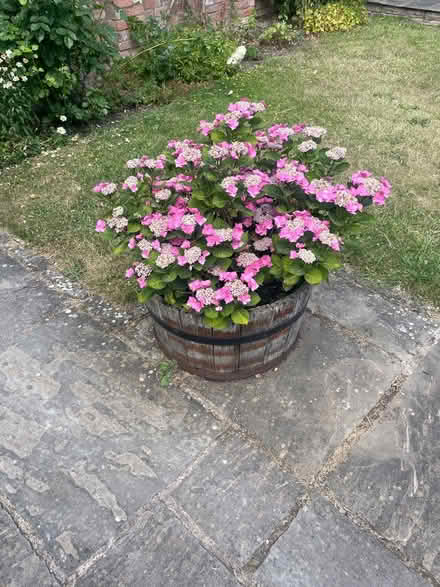 Photo of free Hydrangea (WR13 6AE) #2