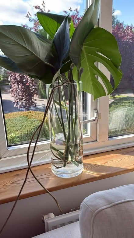 Photo of free Monstera cuttings (Five Mile Drive OX2) #1