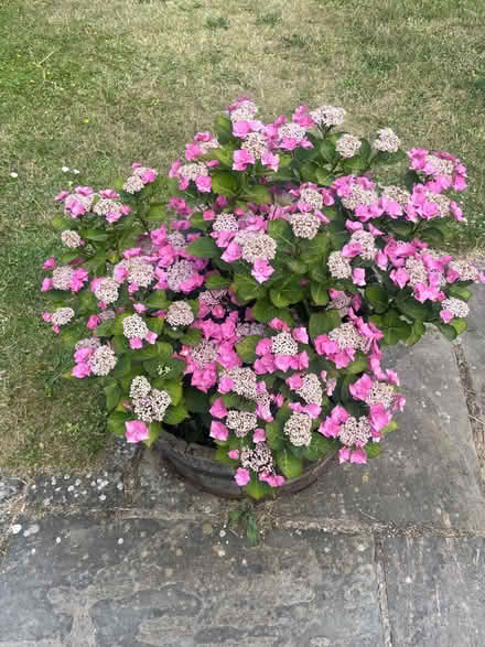 Photo of free Hydrangea (WR13 6AE) #1