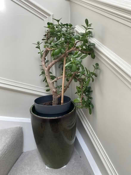 Photo of free Plant (W7) #1