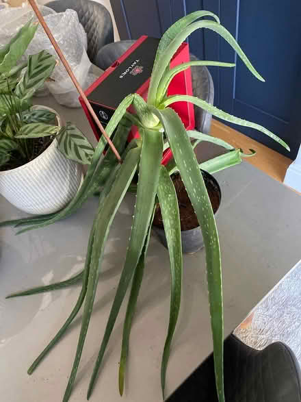 Photo of free A plant to good home (W7) #1