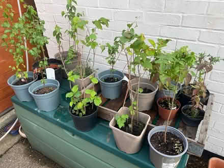 Photo of free Tree saplings (Letchworth SG6) #1