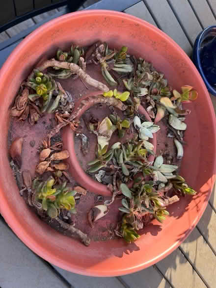 Photo of free assorted succulent cuttings (White Oaks area of San Carlos) #3