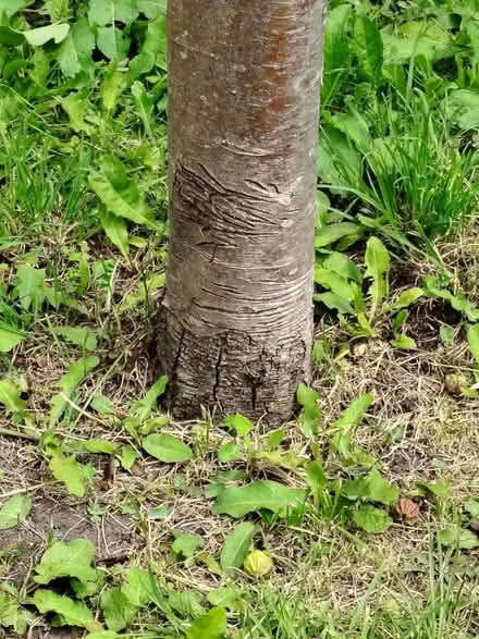 Photo of free Pear tree (L17) #4