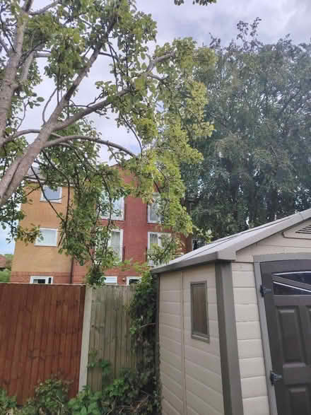 Photo of free Pear tree (L17) #2