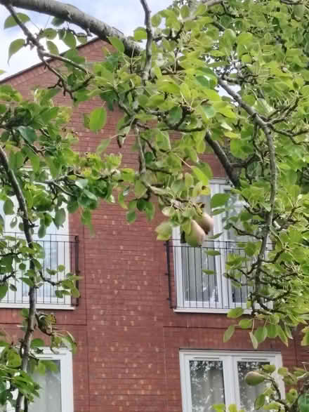 Photo of free Pear tree (L17) #1