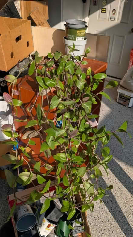 Photo of free Small leaf spider wort plant (Near Downtown Downers Grove) #1