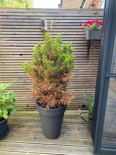 Photo of free Plant to good home (W7) #3