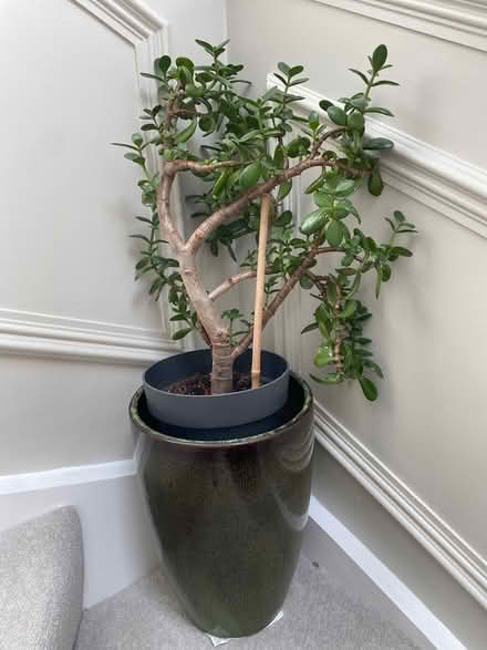 Photo of free Plant (W7) #2