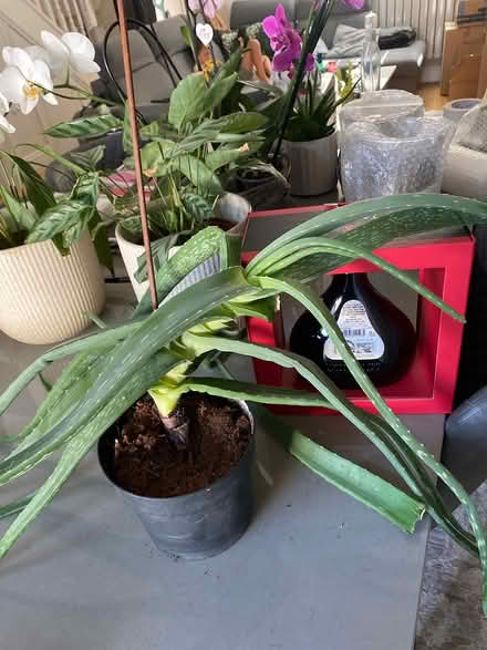 Photo of free A plant to good home (W7) #2