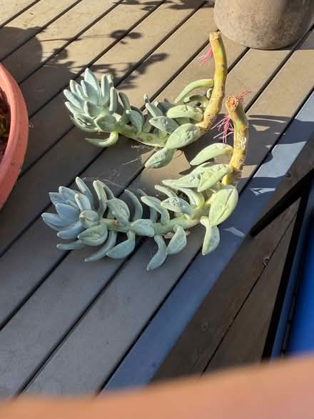 Photo of free assorted succulent cuttings (White Oaks area of San Carlos) #2