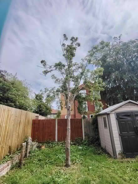Photo of free Pear tree (L17) #3