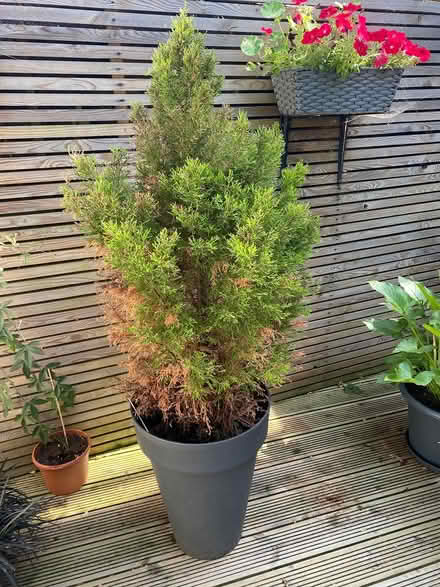 Photo of free Plant to good home (W7) #2