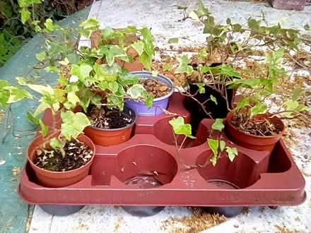 Photo of free Potted ivy plants x five (Derby DE23) #1